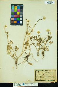 Ranunculus bulbosus image