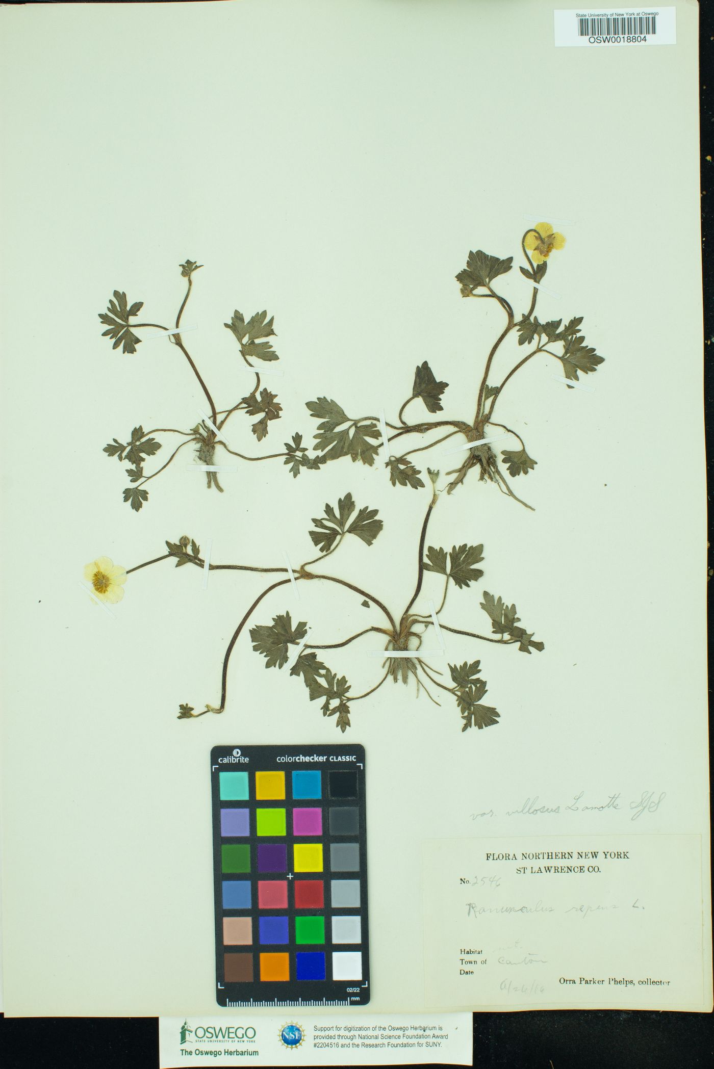 Ranunculus repens image