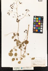 Thalictrum pubescens image