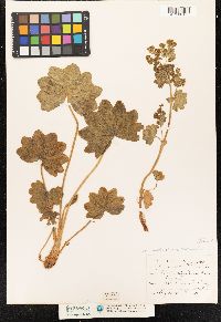 Alchemilla xanthochlora image