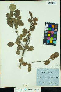 Crataegus laevigata image