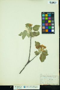 Malus pumila image