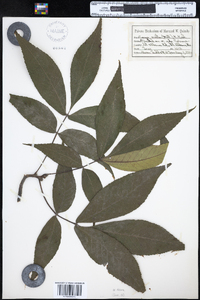 Carya ovata image