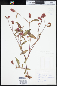 Polygonum persicaria image