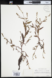 Polygonum punctatum var. punctatum image