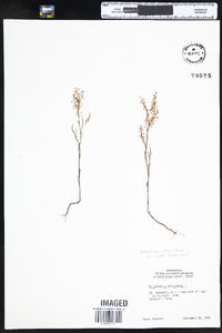 Polygonella articulata image