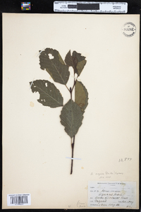 Alnus incana image