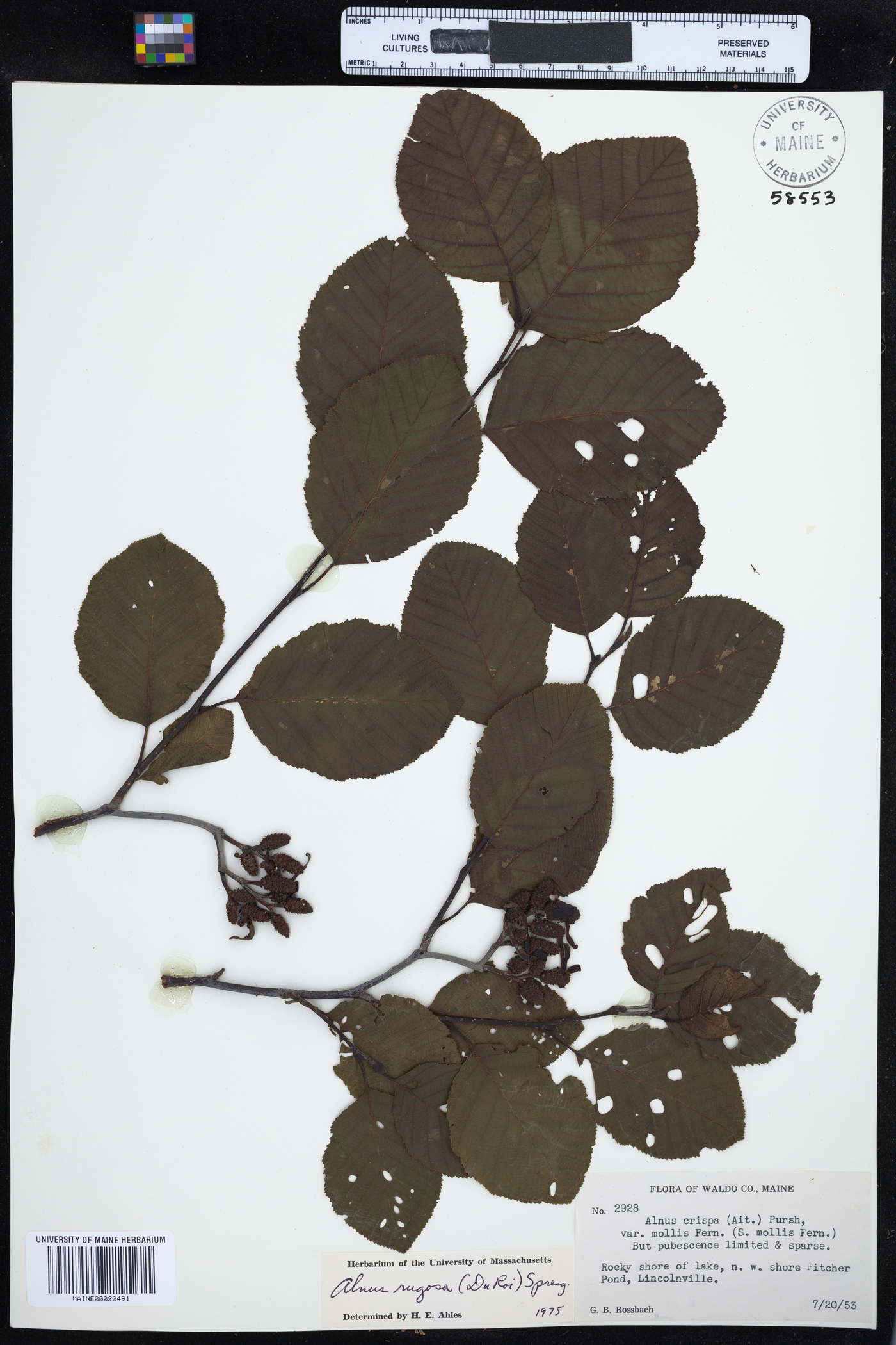 Alnus incana subsp. rugosa image