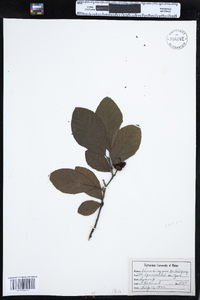 Alnus incana subsp. rugosa image