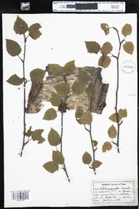 Betula papyrifera image