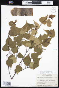 Betula populifolia image