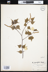 Betula populifolia image