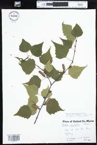 Betula populifolia image