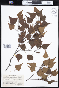 Betula populifolia image