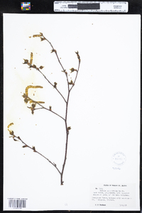 Betula populifolia image