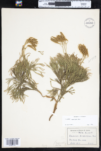 Lycopodium tristachyum image