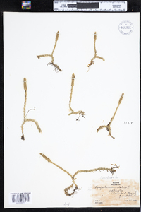 Lycopodiella inundata image