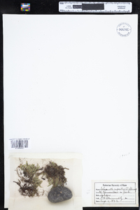 Selaginella rupestris image