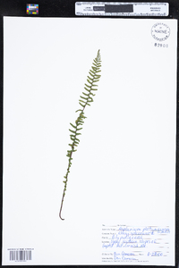 Asplenium platyneuron image