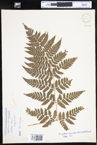 Dryopteris carthusiana image