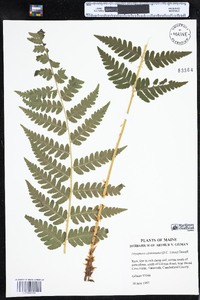 Dryopteris clintoniana image