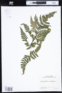 Dryopteris cristata image