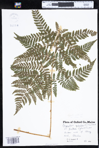 Dryopteris intermedia image