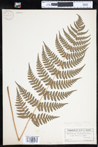 Dryopteris marginalis image