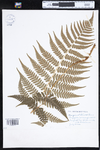 Dryopteris marginalis image