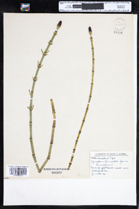 Equisetum fluviatile image