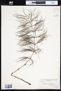 Equisetum sylvaticum image