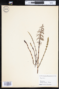 Equisetum sylvaticum image