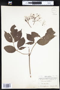 Sambucus nigra image