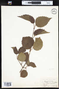 Viburnum dentatum var. lucidum image