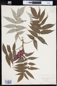 Rhus typhina image