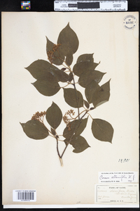 Cornus alternifolia image