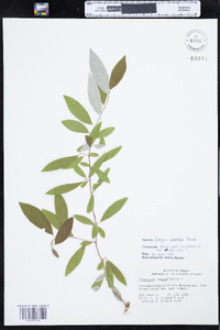 Elaeagnus umbellata var. parvifolia image