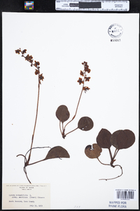 Pyrola americana image