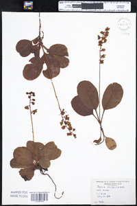 Pyrola elliptica image