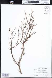 Vaccinium corymbosum image