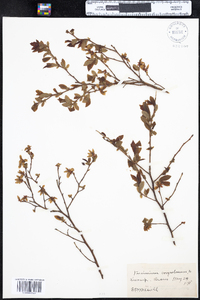 Vaccinium corymbosum image