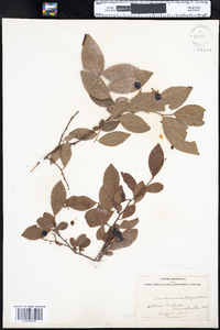 Vaccinium corymbosum image