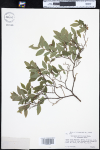 Vaccinium myrtilloides image