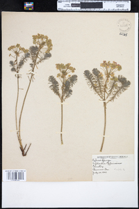 Euphorbia cyparissias image