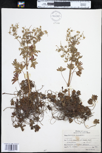 Geranium bicknellii image