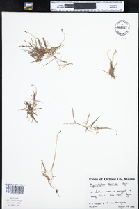 Myriophyllum tenellum image