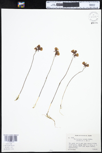 Utricularia cornuta image