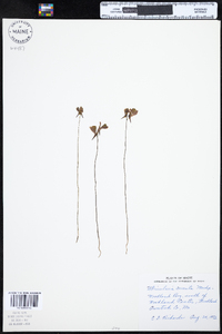 Utricularia cornuta image