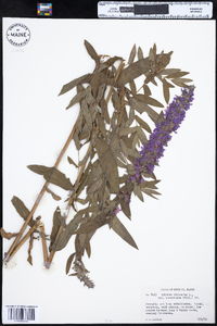 Lythrum salicaria image