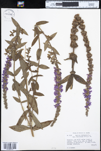 Lythrum salicaria image